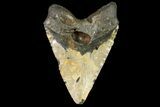 Massive, Fossil Megalodon Tooth - North Carolina #158236-1